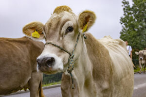 Appenzell, Appenzell Ausserrohden, Appenzeller Vorderland, Brauchtum, Landwirtschaft, Ostschweiz, Schweiz, Suisse, Switzerland, Viehschau, Wirtschaft, Wolfhalden