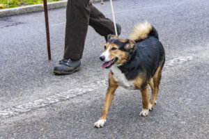 Appenzell, Appenzell Ausserrohden, Appenzeller Vorderland, Brauchtum, Landwirtschaft, Ostschweiz, Schweiz, Suisse, Switzerland, Viehschau, Wirtschaft, Wolfhalden