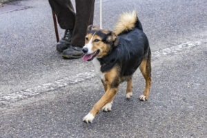 Appenzell, Appenzell Ausserrohden, Appenzeller Vorderland, Brauchtum, Landwirtschaft, Ostschweiz, Schweiz, Suisse, Switzerland, Viehschau, Wirtschaft, Wolfhalden