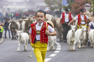 Appenzell, Appenzell Ausserrohden, Appenzeller Vorderland, Brauchtum, Landwirtschaft, Ostschweiz, Schweiz, Suisse, Switzerland, Viehschau, Wirtschaft, Wolfhalden