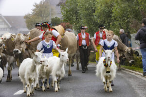 Appenzell, Appenzell Ausserrohden, Appenzeller Vorderland, Brauchtum, Landwirtschaft, Ostschweiz, Schweiz, Suisse, Switzerland, Viehschau, Wirtschaft, Wolfhalden