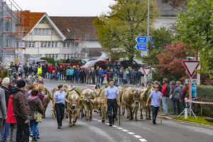 Appenzell, Appenzell Ausserrohden, Appenzeller Vorderland, Brauchtum, Landwirtschaft, Ostschweiz, Schweiz, Suisse, Switzerland, Viehschau, Wirtschaft, Wolfhalden