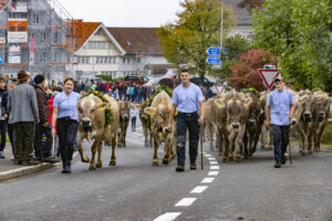 Appenzell, Appenzell Ausserrohden, Appenzeller Vorderland, Brauchtum, Landwirtschaft, Ostschweiz, Schweiz, Suisse, Switzerland, Viehschau, Wirtschaft, Wolfhalden
