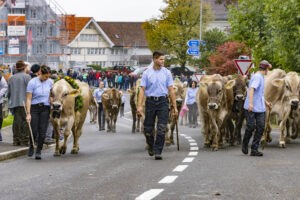 Appenzell, Appenzell Ausserrohden, Appenzeller Vorderland, Brauchtum, Landwirtschaft, Ostschweiz, Schweiz, Suisse, Switzerland, Viehschau, Wirtschaft, Wolfhalden