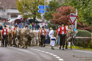 Appenzell, Appenzell Ausserrohden, Appenzeller Vorderland, Brauchtum, Landwirtschaft, Ostschweiz, Schweiz, Suisse, Switzerland, Viehschau, Wirtschaft, Wolfhalden