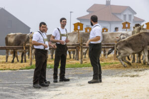 Appenzell, Appenzell Ausserrohden, Appenzeller Vorderland, Brauchtum, Landwirtschaft, Ostschweiz, Schweiz, Suisse, Switzerland, Viehschau, Wirtschaft, Wolfhalden