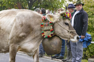 Appenzell, Appenzell Ausserrohden, Appenzeller Vorderland, Brauchtum, Landwirtschaft, Ostschweiz, Schweiz, Suisse, Switzerland, Viehschau, Wirtschaft, Wolfhalden