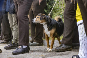 Appenzell, Appenzell Ausserrohden, Appenzeller Vorderland, Brauchtum, Landwirtschaft, Ostschweiz, Schweiz, Suisse, Switzerland, Viehschau, Wirtschaft, Wolfhalden