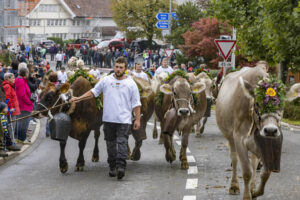 Appenzell, Appenzell Ausserrohden, Appenzeller Vorderland, Brauchtum, Landwirtschaft, Ostschweiz, Schweiz, Suisse, Switzerland, Viehschau, Wirtschaft, Wolfhalden