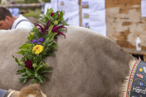 Appenzell, Appenzell Ausserrohden, Appenzeller Vorderland, Brauchtum, Landwirtschaft, Ostschweiz, Schweiz, Suisse, Switzerland, Viehschau, Wirtschaft, Wolfhalden