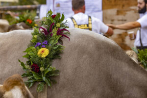 Appenzell, Appenzell Ausserrohden, Appenzeller Vorderland, Brauchtum, Landwirtschaft, Ostschweiz, Schweiz, Suisse, Switzerland, Viehschau, Wirtschaft, Wolfhalden