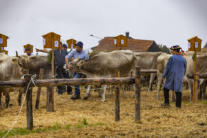 Appenzell, Appenzell Ausserrohden, Appenzeller Vorderland, Brauchtum, Landwirtschaft, Ostschweiz, Schweiz, Suisse, Switzerland, Viehschau, Wirtschaft, Wolfhalden