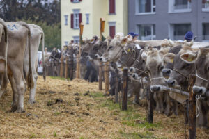 Appenzell, Appenzell Ausserrohden, Appenzeller Vorderland, Brauchtum, Landwirtschaft, Ostschweiz, Schweiz, Suisse, Switzerland, Viehschau, Wirtschaft, Wolfhalden