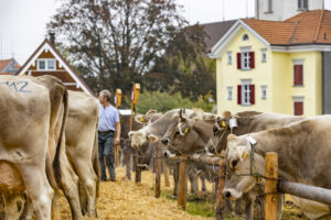 Appenzell, Appenzell Ausserrohden, Appenzeller Vorderland, Brauchtum, Landwirtschaft, Ostschweiz, Schweiz, Suisse, Switzerland, Viehschau, Wirtschaft, Wolfhalden