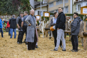 Appenzell, Appenzell Ausserrohden, Appenzeller Vorderland, Brauchtum, Landwirtschaft, Ostschweiz, Schweiz, Suisse, Switzerland, Viehschau, Wirtschaft, Wolfhalden