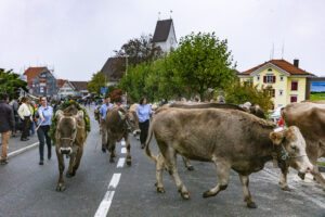 Appenzell, Appenzell Ausserrohden, Appenzeller Vorderland, Brauchtum, Landwirtschaft, Ostschweiz, Schweiz, Suisse, Switzerland, Viehschau, Wirtschaft, Wolfhalden
