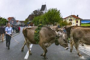 Appenzell, Appenzell Ausserrohden, Appenzeller Vorderland, Brauchtum, Landwirtschaft, Ostschweiz, Schweiz, Suisse, Switzerland, Viehschau, Wirtschaft, Wolfhalden