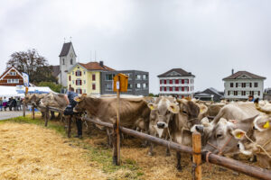 Appenzell, Appenzell Ausserrohden, Appenzeller Vorderland, Brauchtum, Landwirtschaft, Ostschweiz, Schweiz, Suisse, Switzerland, Viehschau, Wirtschaft, Wolfhalden
