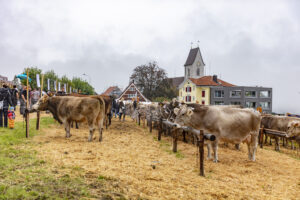 Appenzell, Appenzell Ausserrohden, Appenzeller Vorderland, Brauchtum, Landwirtschaft, Ostschweiz, Schweiz, Suisse, Switzerland, Viehschau, Wirtschaft, Wolfhalden