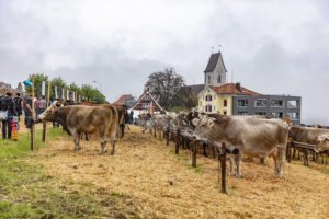 Appenzell, Appenzell Ausserrohden, Appenzeller Vorderland, Brauchtum, Landwirtschaft, Ostschweiz, Schweiz, Suisse, Switzerland, Viehschau, Wirtschaft, Wolfhalden