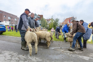 Appenzell, Appenzell Ausserrohden, Appenzeller Vorderland, Brauchtum, Landwirtschaft, Ostschweiz, Schweiz, Suisse, Switzerland, Viehschau, Wirtschaft, Wolfhalden