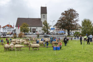 Appenzell, Appenzell Ausserrohden, Appenzeller Vorderland, Brauchtum, Landwirtschaft, Ostschweiz, Schweiz, Suisse, Switzerland, Viehschau, Wirtschaft, Wolfhalden