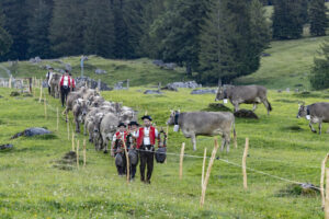 Alp, Alpabfahrt, Alpaufzug, Alpen, Alpfahrt, Alps, Appenzell, Appenzell Ausserrohden, Appenzeller Hinterland, Autumn, Brauchtum, Fall, Herbst, Hundwil, Landwirtschaft, Ostschweiz, Schweiz, Schwägalp, Sennen, Suisse, Switzerland, Tracht, Urnäsch, Wirtschaft, alps, tradition, Öberefahre