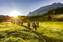 Alp, Alpabfahrt, Alpaufzug, Alpen, Alpfahrt, Alps, Appenzell, Appenzell Ausserrohden, Appenzeller Hinterland, Autumn, Brauchtum, Fall, Herbst, Hundwil, Landwirtschaft, Ostschweiz, Schweiz, Schwägalp, Sennen, Suisse, Switzerland, Tracht, Urnäsch, Wirtschaft, alps, tradition, Öberefahre