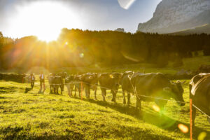 Alp, Alpabfahrt, Alpaufzug, Alpen, Alpfahrt, Alps, Appenzell, Appenzell Ausserrohden, Appenzeller Hinterland, Autumn, Brauchtum, Fall, Herbst, Hundwil, Landwirtschaft, Ostschweiz, Schweiz, Schwägalp, Sennen, Suisse, Switzerland, Tracht, Urnäsch, Wirtschaft, alps, tradition, Öberefahre