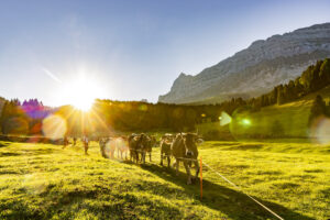 Alp, Alpabfahrt, Alpaufzug, Alpen, Alpfahrt, Alps, Appenzell, Appenzell Ausserrohden, Appenzeller Hinterland, Autumn, Brauchtum, Fall, Herbst, Hundwil, Landwirtschaft, Ostschweiz, Schweiz, Schwägalp, Sennen, Suisse, Switzerland, Tracht, Urnäsch, Wirtschaft, alps, tradition, Öberefahre