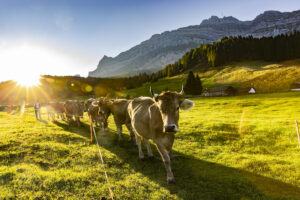 Alp, Alpabfahrt, Alpaufzug, Alpen, Alpfahrt, Alps, Appenzell, Appenzell Ausserrohden, Appenzeller Hinterland, Autumn, Brauchtum, Fall, Herbst, Hundwil, Landwirtschaft, Ostschweiz, Schweiz, Schwägalp, Sennen, Suisse, Switzerland, Tracht, Urnäsch, Wirtschaft, alps, tradition, Öberefahre