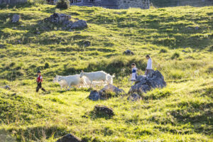 Alp, Alpabfahrt, Alpaufzug, Alpen, Alpfahrt, Alps, Appenzell, Appenzell Ausserrohden, Appenzeller Hinterland, Autumn, Brauchtum, Fall, Herbst, Hundwil, Landwirtschaft, Ostschweiz, Schweiz, Schwägalp, Sennen, Suisse, Switzerland, Tracht, Urnäsch, Wirtschaft, alps, tradition, Öberefahre