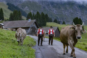 Alp, Alpabfahrt, Alpaufzug, Alpen, Alpfahrt, Alps, Appenzell, Appenzell Ausserrohden, Appenzeller Hinterland, Autumn, Brauchtum, Fall, Herbst, Hundwil, Landwirtschaft, Ostschweiz, Schweiz, Schwägalp, Sennen, Suisse, Switzerland, Tracht, Urnäsch, Wirtschaft, alps, tradition, Öberefahre