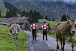 Alp, Alpabfahrt, Alpaufzug, Alpen, Alpfahrt, Alps, Appenzell, Appenzell Ausserrohden, Appenzeller Hinterland, Autumn, Brauchtum, Fall, Herbst, Hundwil, Landwirtschaft, Ostschweiz, Schweiz, Schwägalp, Sennen, Suisse, Switzerland, Tracht, Urnäsch, Wirtschaft, alps, tradition, Öberefahre