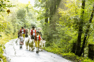 Alp, Alpabfahrt, Alpaufzug, Alpen, Alpfahrt, Alps, Appenzell, Appenzell Ausserrohden, Appenzeller Hinterland, Autumn, Brauchtum, Fall, Herbst, Hundwil, Landwirtschaft, Ostschweiz, Schweiz, Schwägalp, Sennen, Suisse, Switzerland, Tracht, Urnäsch, Wirtschaft, alps, tradition, Öberefahre