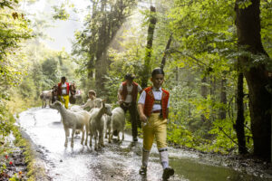 Alp, Alpabfahrt, Alpaufzug, Alpen, Alpfahrt, Alps, Appenzell, Appenzell Ausserrohden, Appenzeller Hinterland, Autumn, Brauchtum, Fall, Herbst, Hundwil, Landwirtschaft, Ostschweiz, Schweiz, Schwägalp, Sennen, Suisse, Switzerland, Tracht, Urnäsch, Wirtschaft, alps, tradition, Öberefahre