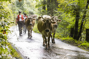 Alp, Alpabfahrt, Alpaufzug, Alpen, Alpfahrt, Alps, Appenzell, Appenzell Ausserrohden, Appenzeller Hinterland, Autumn, Brauchtum, Fall, Herbst, Hundwil, Landwirtschaft, Ostschweiz, Schweiz, Schwägalp, Sennen, Suisse, Switzerland, Tracht, Urnäsch, Wirtschaft, alps, tradition, Öberefahre