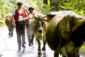 Alp, Alpabfahrt, Alpaufzug, Alpen, Alpfahrt, Alps, Appenzell, Appenzell Ausserrohden, Appenzeller Hinterland, Autumn, Brauchtum, Fall, Herbst, Hundwil, Landwirtschaft, Ostschweiz, Schweiz, Schwägalp, Sennen, Suisse, Switzerland, Tracht, Urnäsch, Wirtschaft, alps, tradition, Öberefahre
