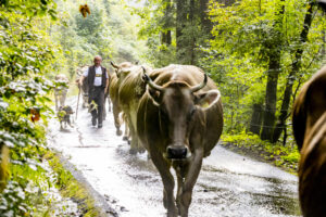 Alp, Alpabfahrt, Alpaufzug, Alpen, Alpfahrt, Alps, Appenzell, Appenzell Ausserrohden, Appenzeller Hinterland, Autumn, Brauchtum, Fall, Herbst, Hundwil, Landwirtschaft, Ostschweiz, Schweiz, Schwägalp, Sennen, Suisse, Switzerland, Tracht, Urnäsch, Wirtschaft, alps, tradition, Öberefahre