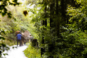 Alp, Alpabfahrt, Alpaufzug, Alpen, Alpfahrt, Alps, Appenzell, Appenzell Ausserrohden, Appenzeller Hinterland, Autumn, Brauchtum, Fall, Herbst, Hundwil, Landwirtschaft, Ostschweiz, Schweiz, Schwägalp, Sennen, Suisse, Switzerland, Tracht, Urnäsch, Wirtschaft, alps, tradition, Öberefahre