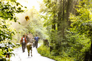 Alp, Alpabfahrt, Alpaufzug, Alpen, Alpfahrt, Alps, Appenzell, Appenzell Ausserrohden, Appenzeller Hinterland, Autumn, Brauchtum, Fall, Herbst, Hundwil, Landwirtschaft, Ostschweiz, Schweiz, Schwägalp, Sennen, Suisse, Switzerland, Tracht, Urnäsch, Wirtschaft, alps, tradition, Öberefahre