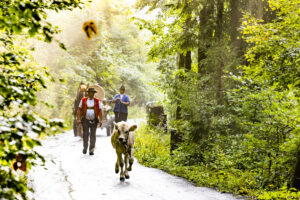 Alp, Alpabfahrt, Alpaufzug, Alpen, Alpfahrt, Alps, Appenzell, Appenzell Ausserrohden, Appenzeller Hinterland, Autumn, Brauchtum, Fall, Herbst, Hundwil, Landwirtschaft, Ostschweiz, Schweiz, Schwägalp, Sennen, Suisse, Switzerland, Tracht, Urnäsch, Wirtschaft, alps, tradition, Öberefahre