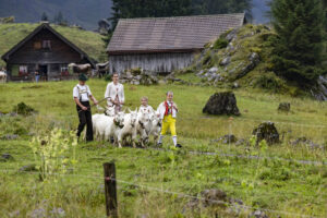 Alp, Alpabfahrt, Alpaufzug, Alpen, Alpfahrt, Alps, Appenzell, Appenzell Ausserrohden, Appenzeller Hinterland, Autumn, Brauchtum, Fall, Herbst, Hundwil, Landwirtschaft, Ostschweiz, Schweiz, Schwägalp, Sennen, Suisse, Switzerland, Tracht, Urnäsch, Wirtschaft, alps, tradition, Öberefahre