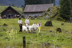 Alp, Alpabfahrt, Alpaufzug, Alpen, Alpfahrt, Alps, Appenzell, Appenzell Ausserrohden, Appenzeller Hinterland, Autumn, Brauchtum, Fall, Herbst, Hundwil, Landwirtschaft, Ostschweiz, Schweiz, Schwägalp, Sennen, Suisse, Switzerland, Tracht, Urnäsch, Wirtschaft, alps, tradition, Öberefahre