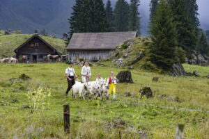 Alp, Alpabfahrt, Alpaufzug, Alpen, Alpfahrt, Alps, Appenzell, Appenzell Ausserrohden, Appenzeller Hinterland, Autumn, Brauchtum, Fall, Herbst, Hundwil, Landwirtschaft, Ostschweiz, Schweiz, Schwägalp, Sennen, Suisse, Switzerland, Tracht, Urnäsch, Wirtschaft, alps, tradition, Öberefahre