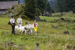 Alp, Alpabfahrt, Alpaufzug, Alpen, Alpfahrt, Alps, Appenzell, Appenzell Ausserrohden, Appenzeller Hinterland, Autumn, Brauchtum, Fall, Herbst, Hundwil, Landwirtschaft, Ostschweiz, Schweiz, Schwägalp, Sennen, Suisse, Switzerland, Tracht, Urnäsch, Wirtschaft, alps, tradition, Öberefahre