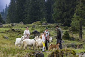 Alp, Alpabfahrt, Alpaufzug, Alpen, Alpfahrt, Alps, Appenzell, Appenzell Ausserrohden, Appenzeller Hinterland, Autumn, Brauchtum, Fall, Herbst, Hundwil, Landwirtschaft, Ostschweiz, Schweiz, Schwägalp, Sennen, Suisse, Switzerland, Tracht, Urnäsch, Wirtschaft, alps, tradition, Öberefahre
