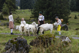 Alp, Alpabfahrt, Alpaufzug, Alpen, Alpfahrt, Alps, Appenzell, Appenzell Ausserrohden, Appenzeller Hinterland, Autumn, Brauchtum, Fall, Herbst, Hundwil, Landwirtschaft, Ostschweiz, Schweiz, Schwägalp, Sennen, Suisse, Switzerland, Tracht, Urnäsch, Wirtschaft, alps, tradition, Öberefahre