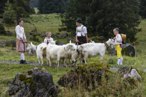 Alp, Alpabfahrt, Alpaufzug, Alpen, Alpfahrt, Alps, Appenzell, Appenzell Ausserrohden, Appenzeller Hinterland, Autumn, Brauchtum, Fall, Herbst, Hundwil, Landwirtschaft, Ostschweiz, Schweiz, Schwägalp, Sennen, Suisse, Switzerland, Tracht, Urnäsch, Wirtschaft, alps, tradition, Öberefahre