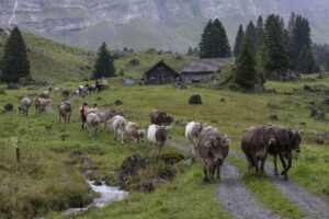 Alp, Alpabfahrt, Alpaufzug, Alpen, Alpfahrt, Alps, Appenzell, Appenzell Ausserrohden, Appenzeller Hinterland, Autumn, Brauchtum, Fall, Herbst, Hundwil, Landwirtschaft, Ostschweiz, Schweiz, Schwägalp, Sennen, Suisse, Switzerland, Tracht, Urnäsch, Wirtschaft, alps, tradition, Öberefahre